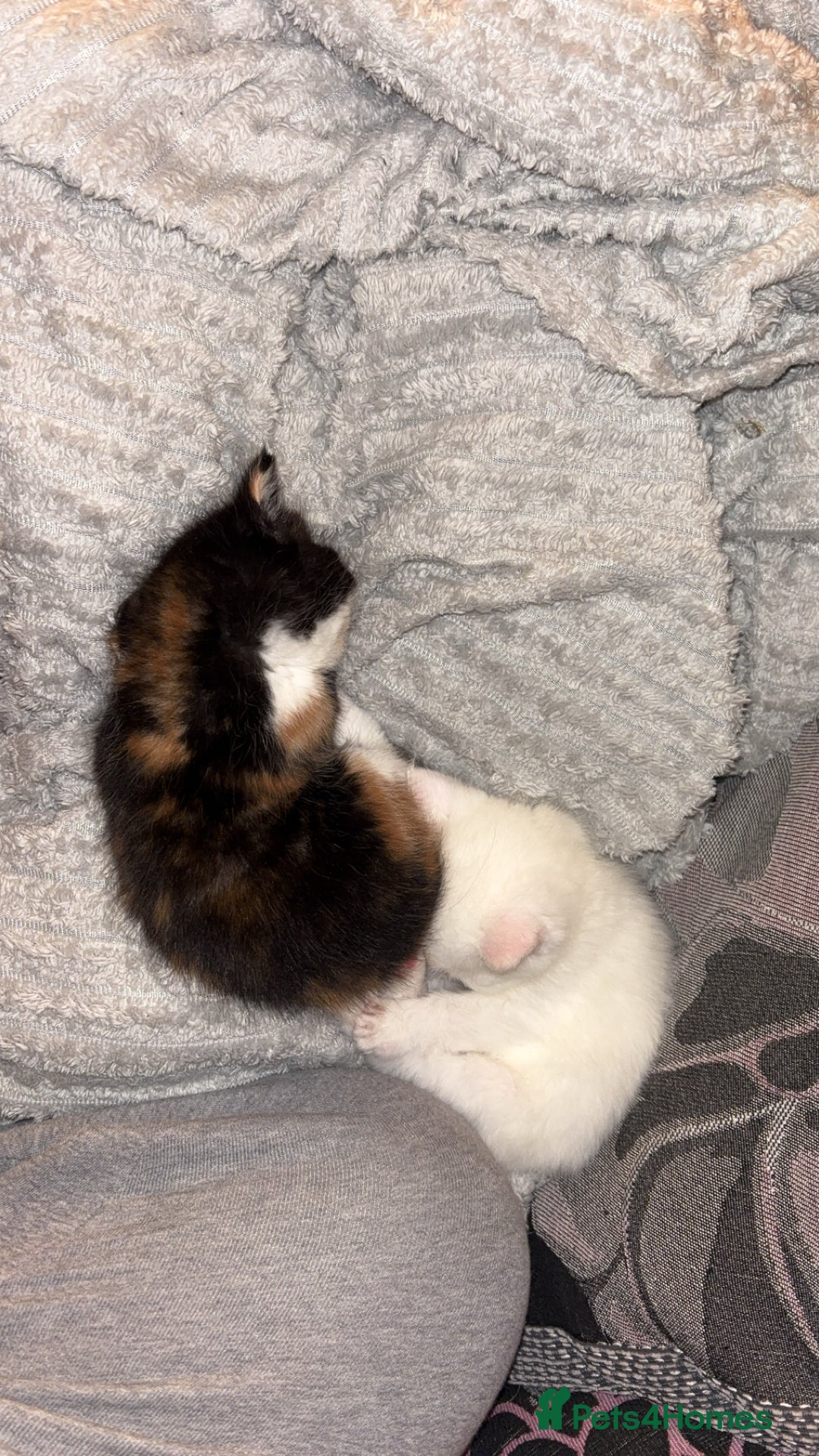 Mixed Breed cats for sale: 4 kittens ready for their new forever homes🏠 - Image 4