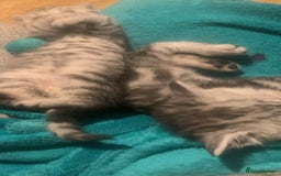 British Shorthair cats for sale: Rare silver tip British shorthair kittens - Advert 7