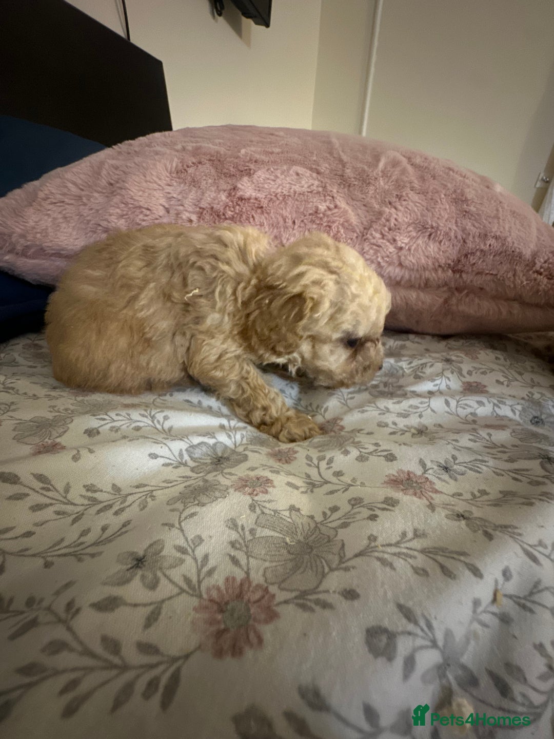 Poochon dogs for sale: Poochon puppies ready now  - Advert 17