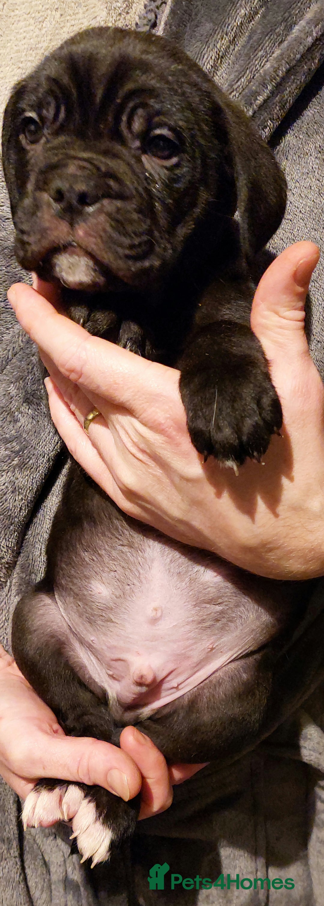 Mixed Breed dogs for sale: Cane Corso cross American bulldog puppy's  - Advert 8