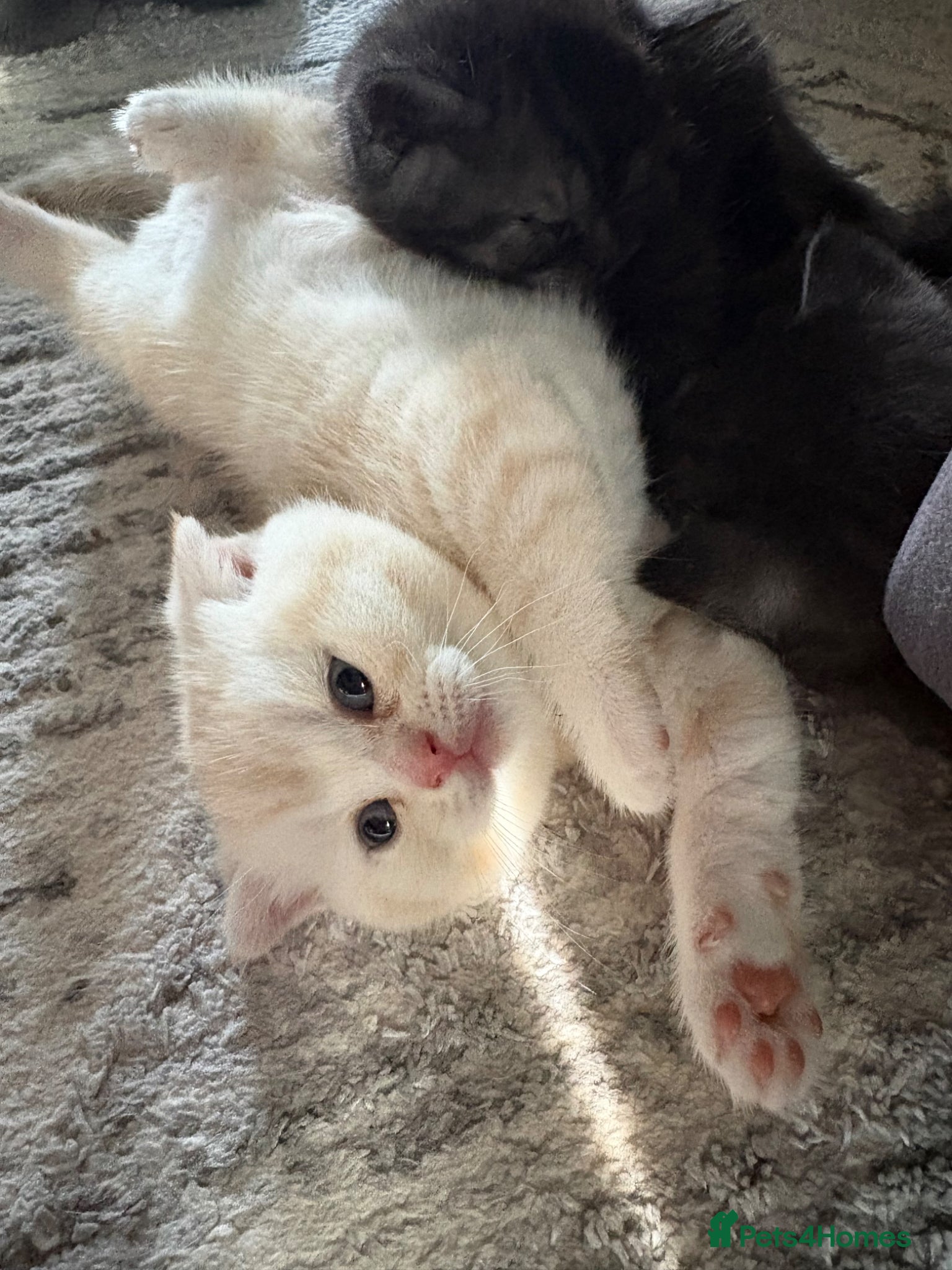 Scottish Fold cats Adorable 5 Scottish Fold Kittens - Advert 2