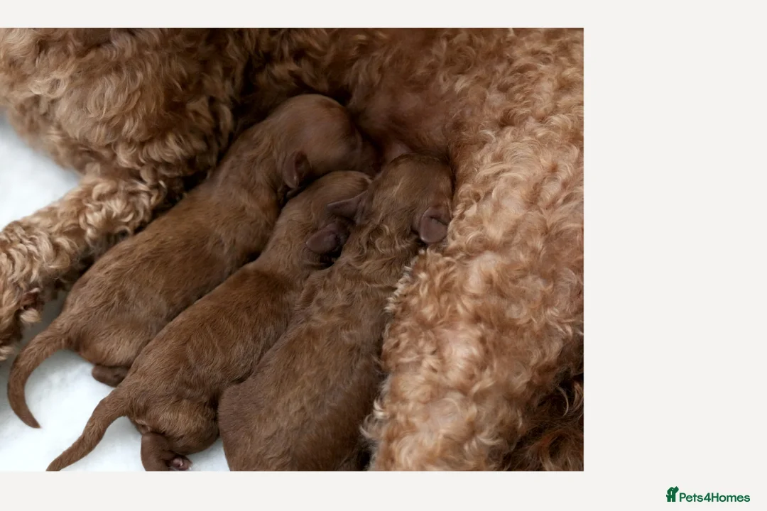 Mixed Breed dogs for sale: TOY X MINIATURE POODLE PUPPIES - RED - Advert 1