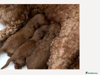 Mixed Breed dogs TOY X MINIATURE POODLE PUPPIES - RED - Advert 2