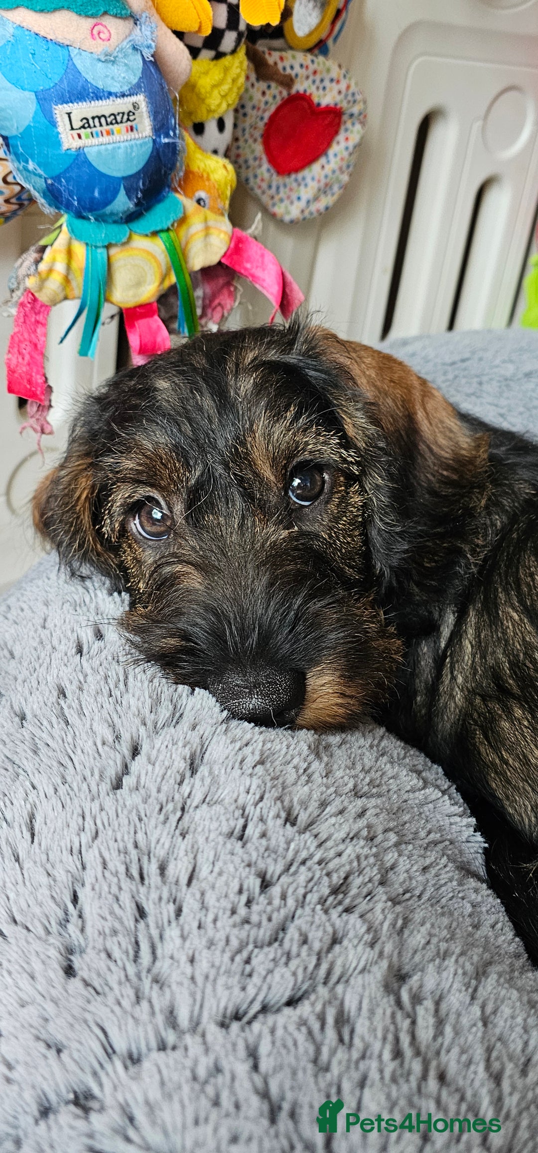 Dachshund dogs for sale: Outstanding Standard Wire haired Dachshund puppies - Image 11