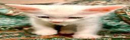 Turkish Angora cats for sale: Kittens x 6, Turkish Angora. White and Tabby in Wembley - Advert 13