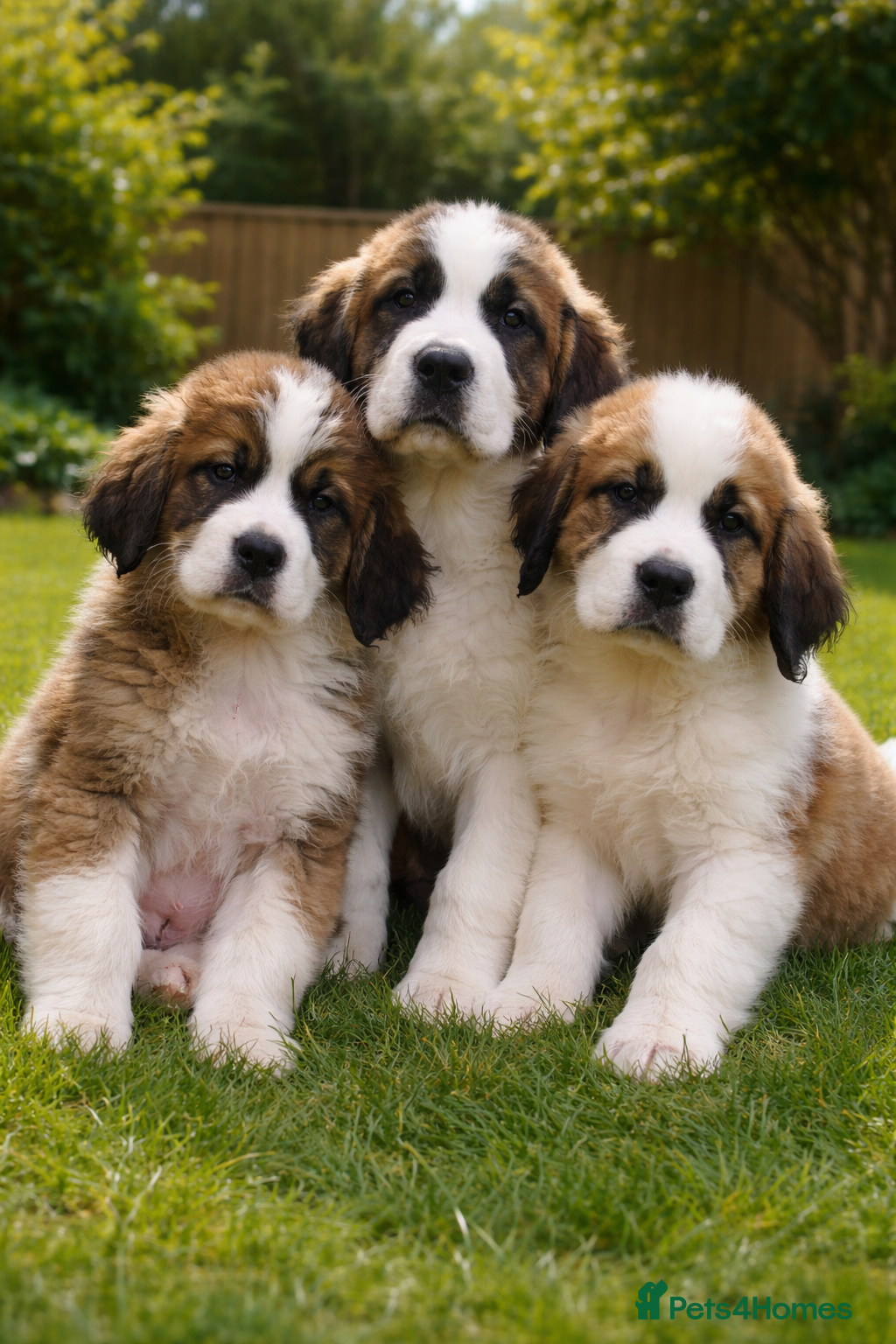 Saint Bernard dogs Saint Bernard puppies for sale - Advert 3