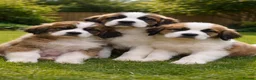 Saint Bernard dogs for sale: Saint Bernard puppies for sale - Advert 1
