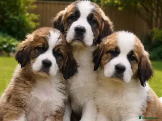 Saint Bernard dogs Saint Bernard puppies for sale - Advert 3