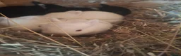 Netherland Dwarf rabbits for sale: Netherland Dwarf babies  - Advert 3