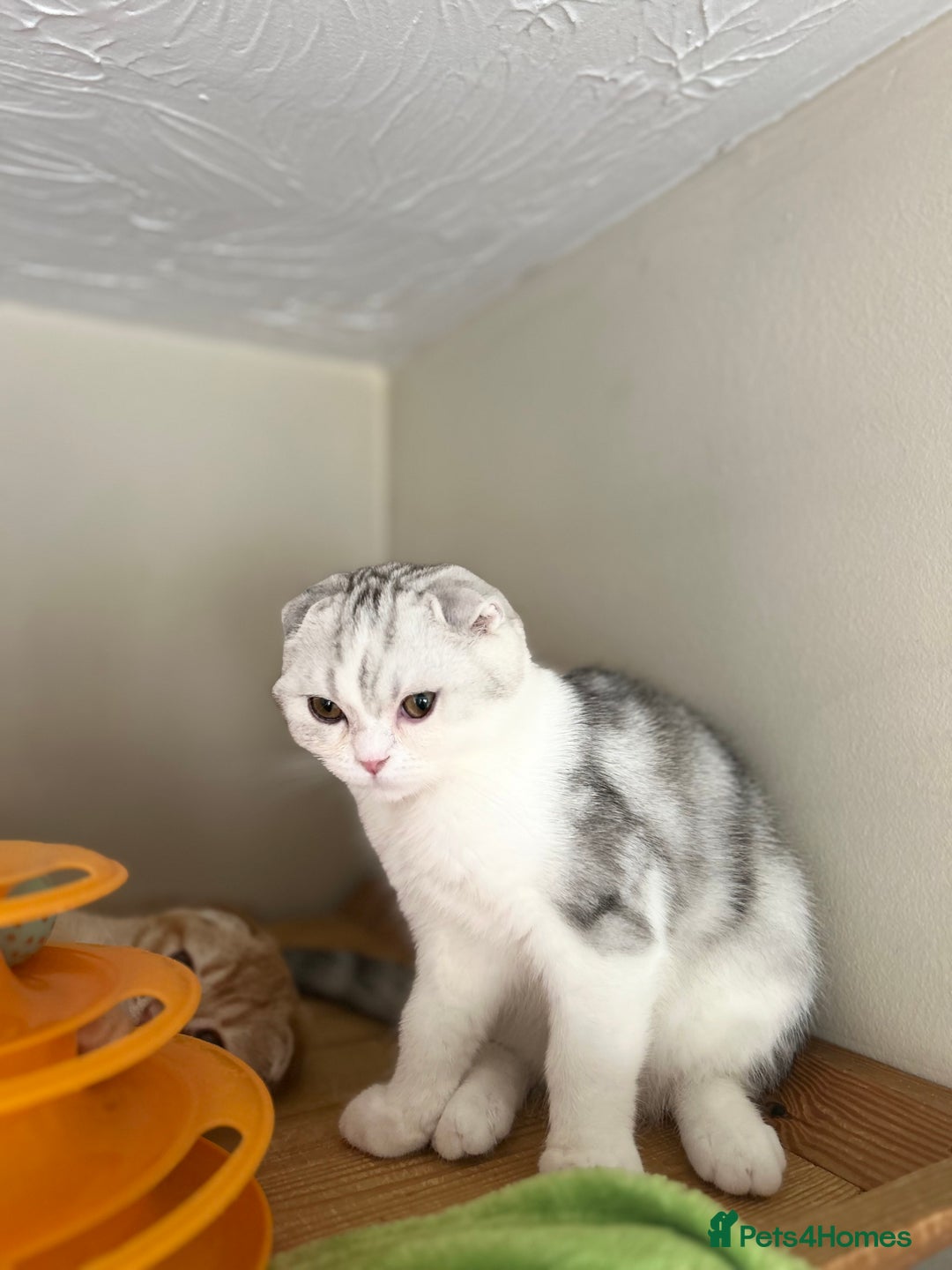 Scottish Fold cats for sale: Beautiful Scottish fold baby’s  in Reading - Image 8