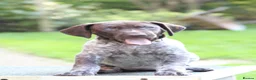 German Shorthaired Pointer dogs for sale: Last two remaining... in York - Advert 7
