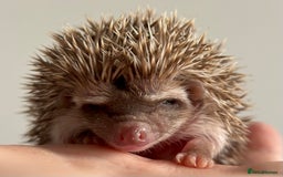 Pygmy Hedgehog rodents for sale: Ethically Bred African Pygmy Hedgehog 2 girls  - Advert 13