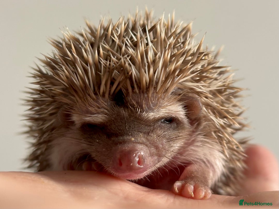 Pygmy Hedgehog rodents for sale: Ethically Bred African Pygmy Hedgehog 2 girls  - Advert 13
