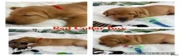 Labrador Retriever dogs for sale: Stunning Labrador Retriever Puppies  - Advert 37