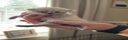 Persian cats for sale: Pure bred Chinchilla Persians  in Sheffield - Advert 5