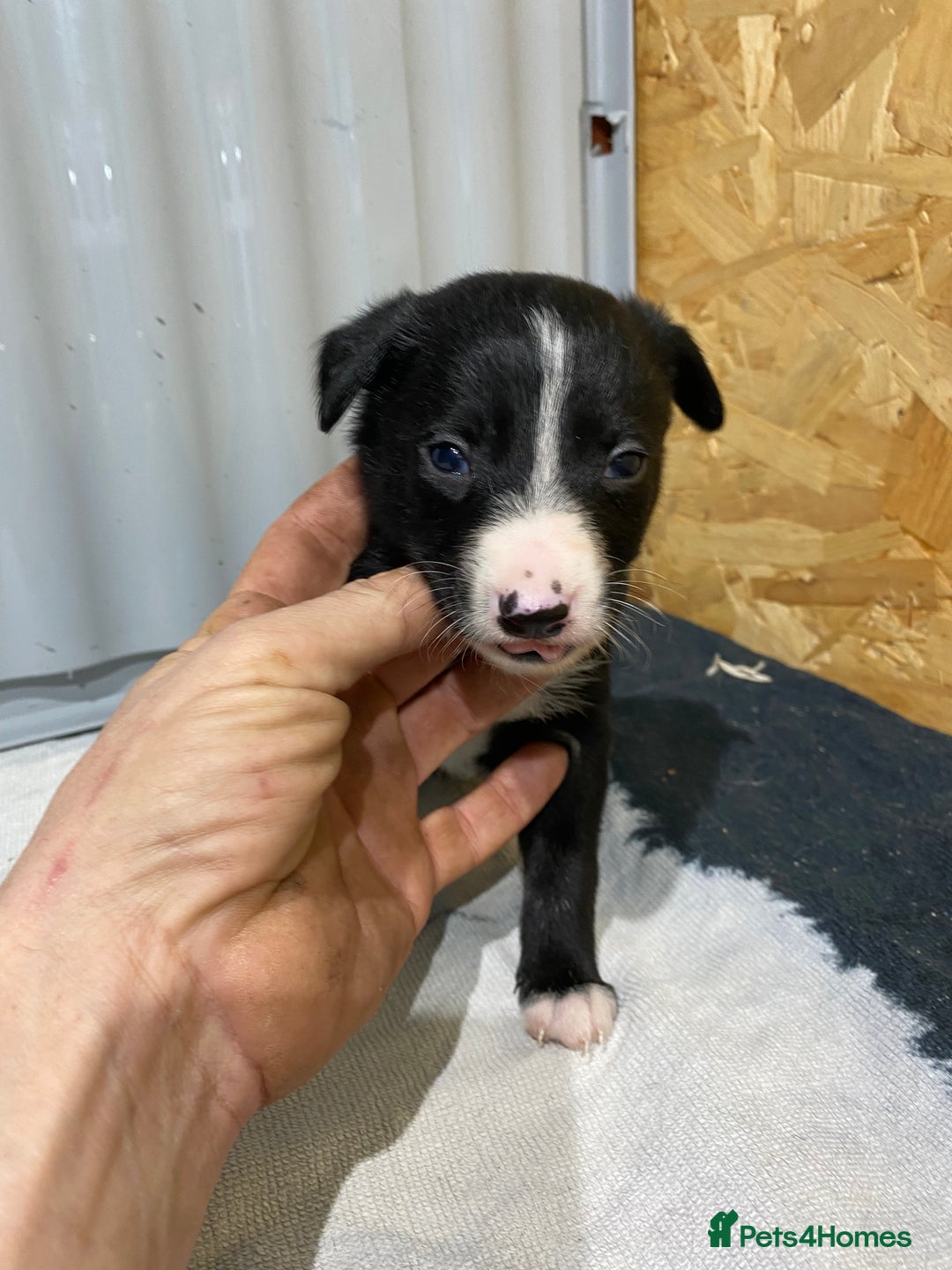 Border Collie dogs for sale: Beautiful border collie pups  - Advert 27