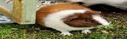 Guinea Pig rodents for sale: Baby guinea pigs  in Petworth - Advert 18