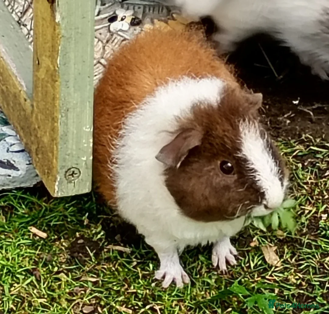 Guinea Pig rodents for sale: Baby guinea pigs  in Petworth - Advert 18