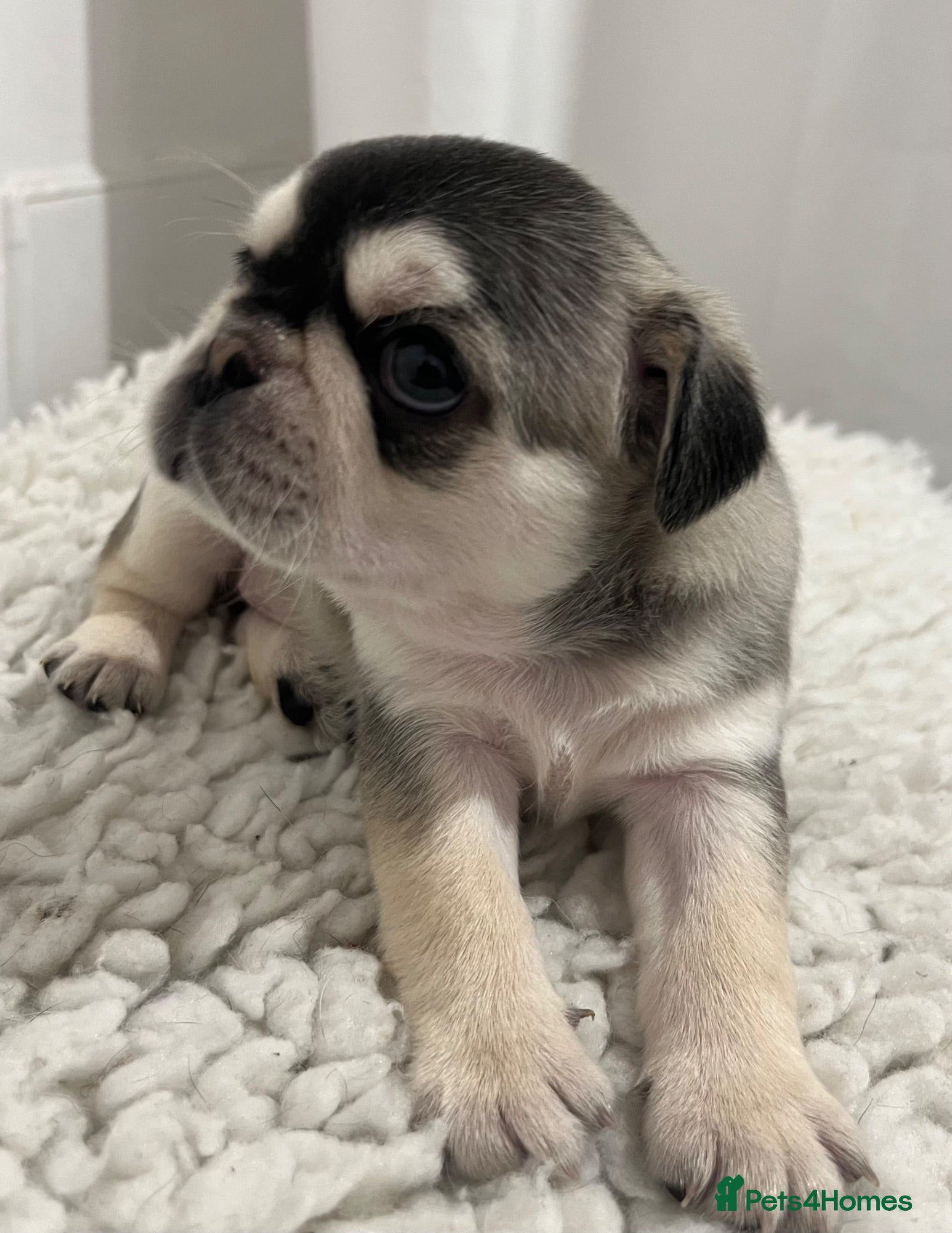 Pug dogs Fluffy teddy bear pugs husky markings  - Advert 1