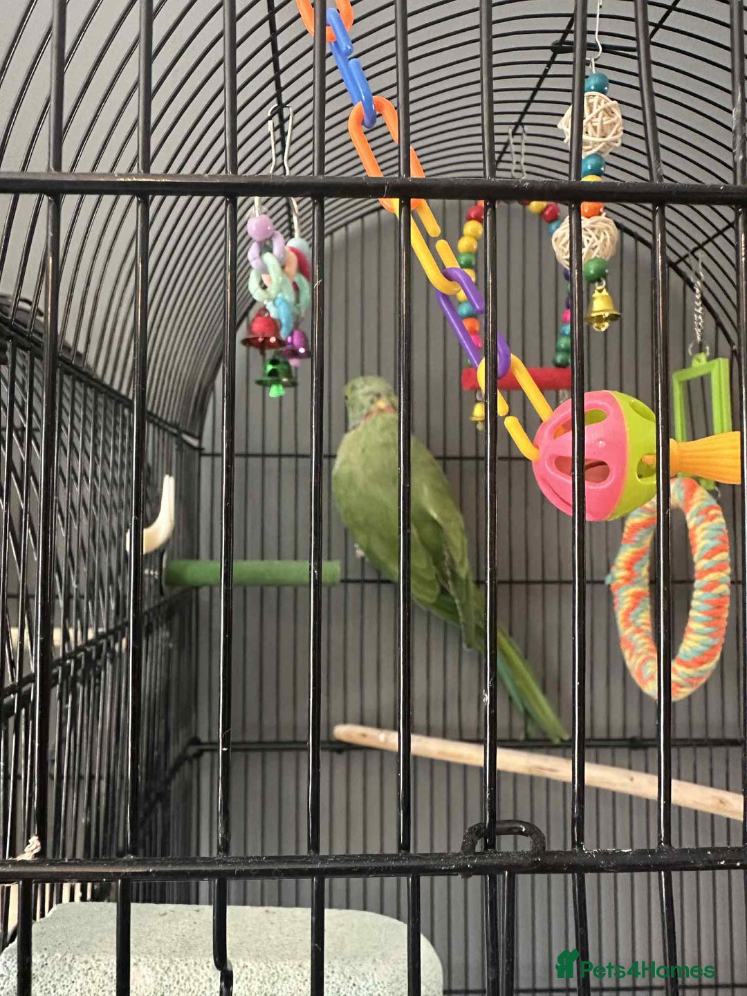 Ringnecks birds for sale: Pair of Indian ring necks  - Image 2