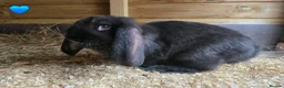 French Lop rabbits for sale: French Lop Rabbits - Advert 8