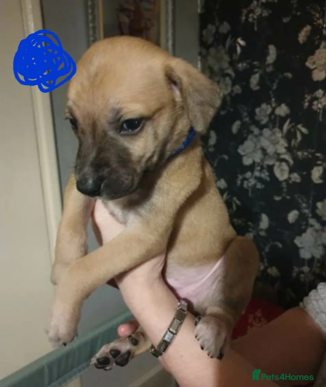 Mixed Breed dogs for sale: 10 puppies 5 girls 5 boys  - Advert 8