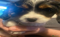 Cavalier King Charles Spaniel dogs for sale: Cavalier King Charles Spaniel Puppies - Image 9