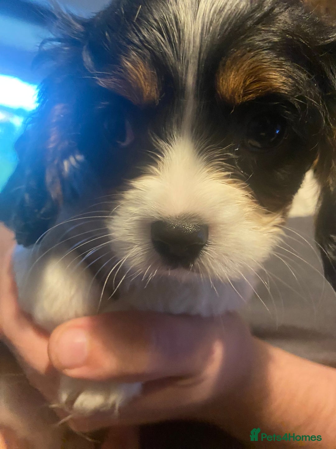 Cavalier King Charles Spaniel dogs for sale: Cavalier King Charles Spaniel Puppies - Image 9