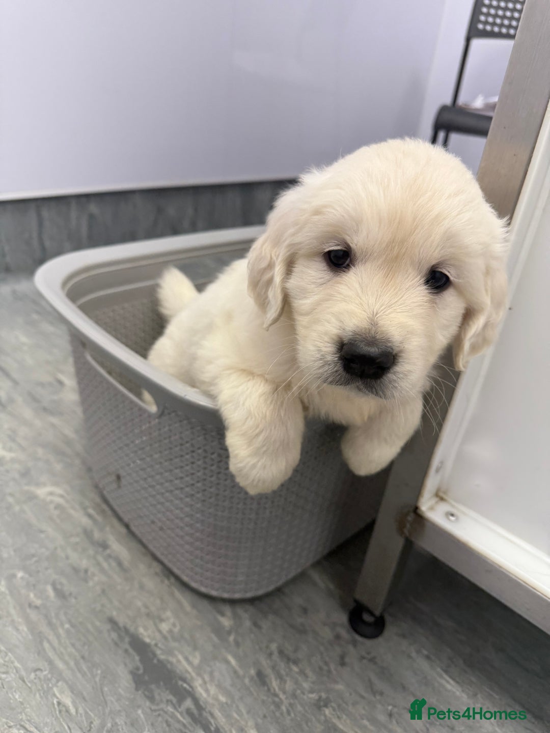 Golden Retriever dogs for sale: English Cream Golden Retriever Babies - Advert 4