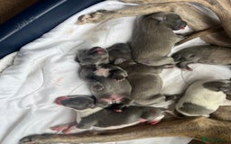 Whippet dogs for sale: Whippet puppies  - Image 14
