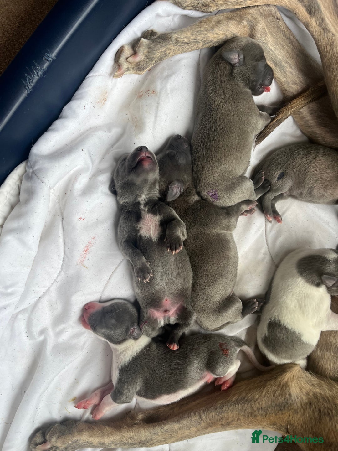 Whippet dogs for sale: Whippet puppies  - Image 14