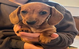 Miniature Dachshund dogs for sale: 🌭 Little Sausages Looking for Big Love! ❤️🐾 - Image 20