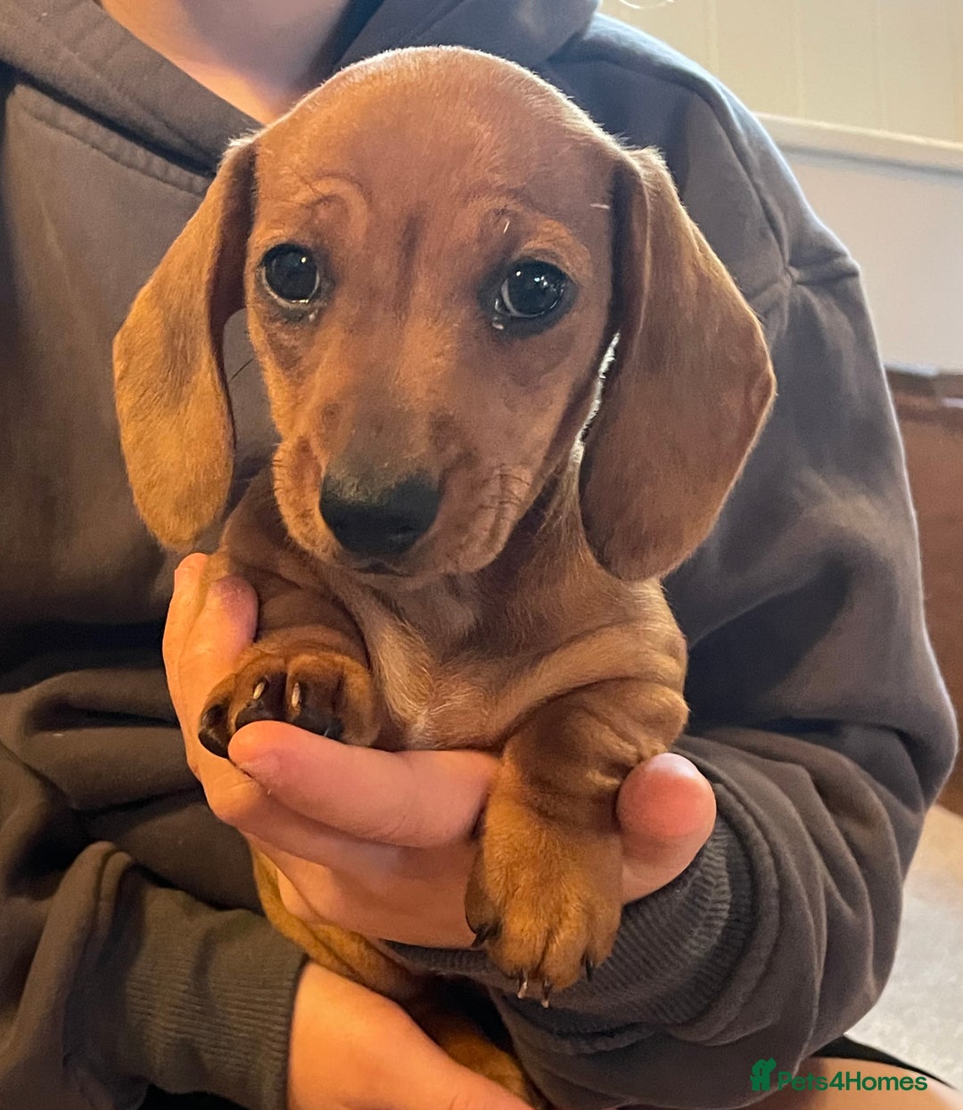 Miniature Dachshund dogs for sale: 🌭 Little Sausages Looking for Big Love! ❤️🐾 - Image 20