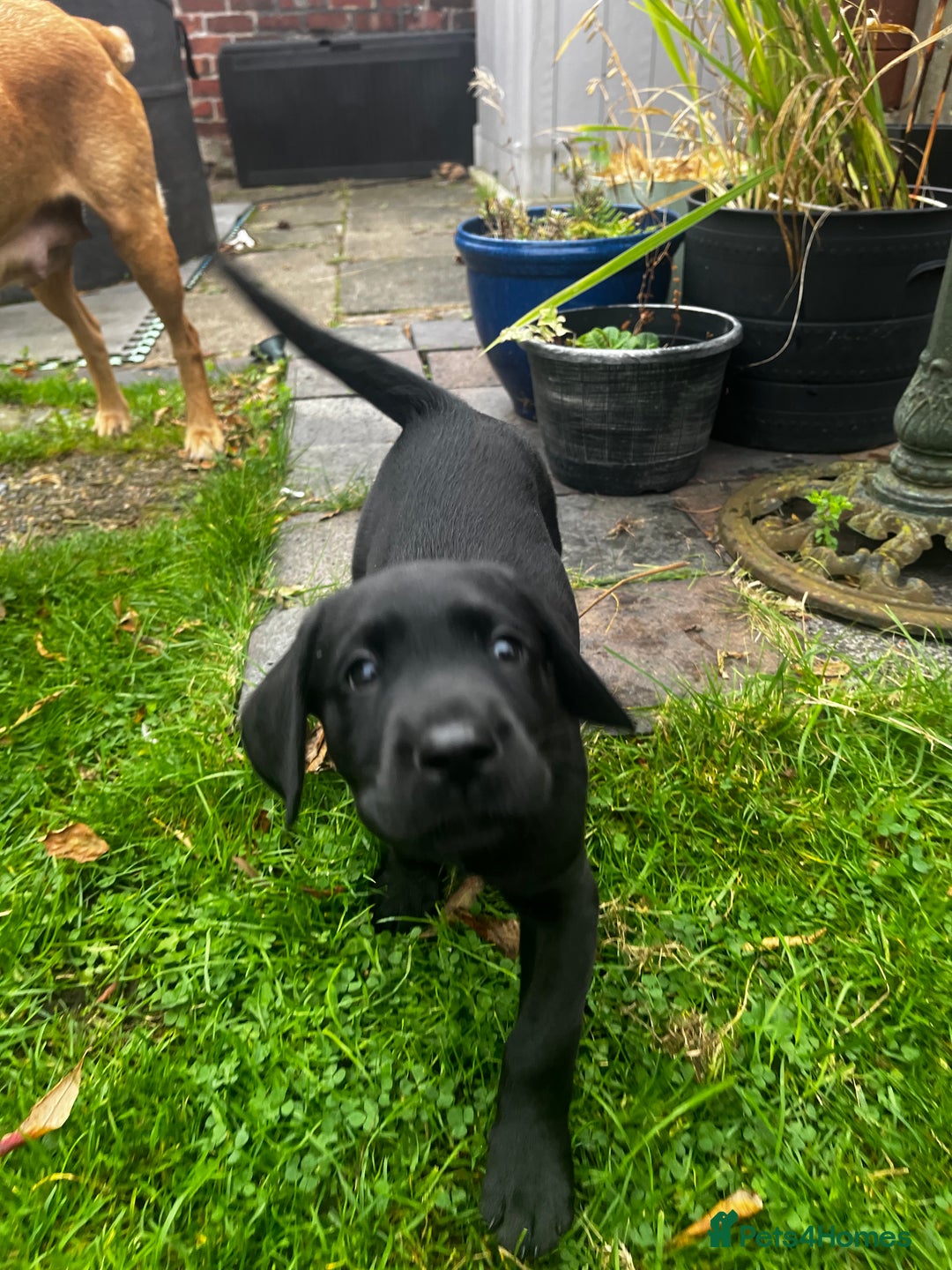 Labrador Retriever dogs for sale: Field trail champion winning line Labradors  - Advert 4