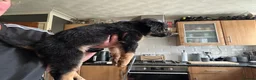 Mixed Breed dogs for sale: 3 Male 2 Female - Advert 9