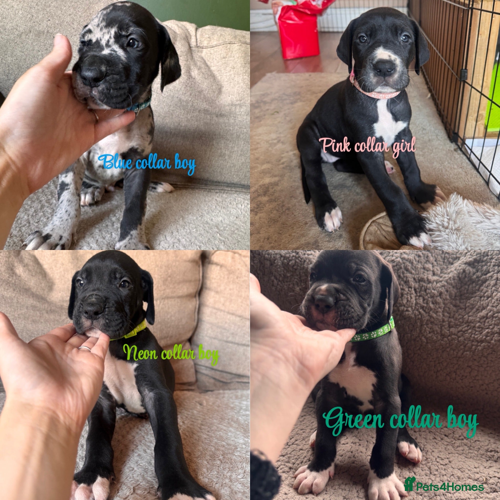 Great Dane dogs KC registered Great Dane pups - Advert 9
