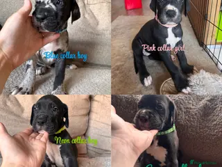 Great Dane dogs KC registered Great Dane pups - Advert 9