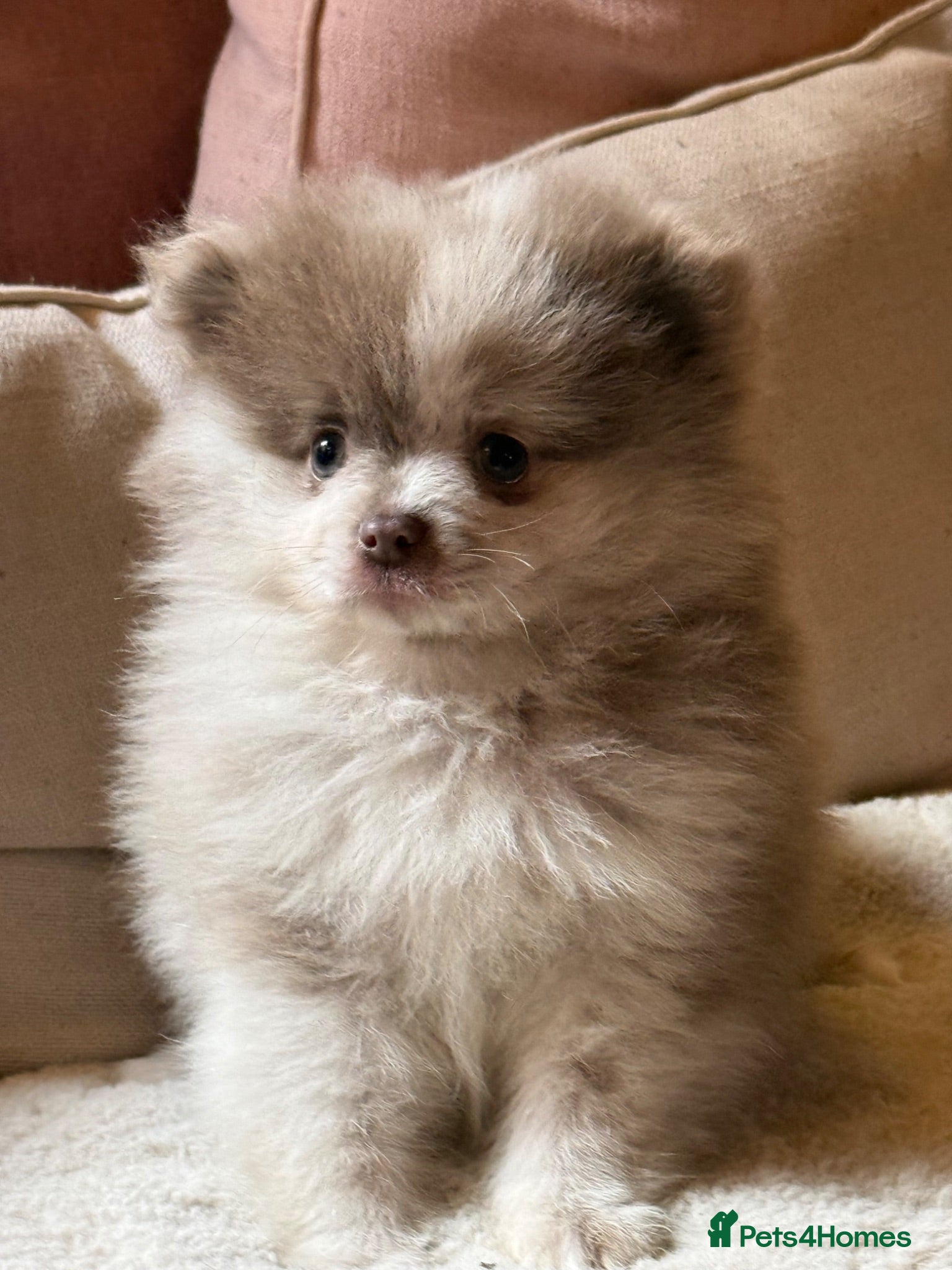 Pomeranian dogs Lilac Merle Babies - Petite, Quality, Teddy Pups - Advert 1