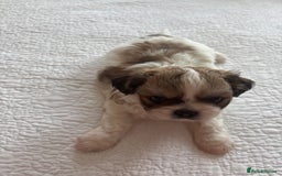 Shih Tzu dogs for sale: Shih Tzu puppies  - Image 17