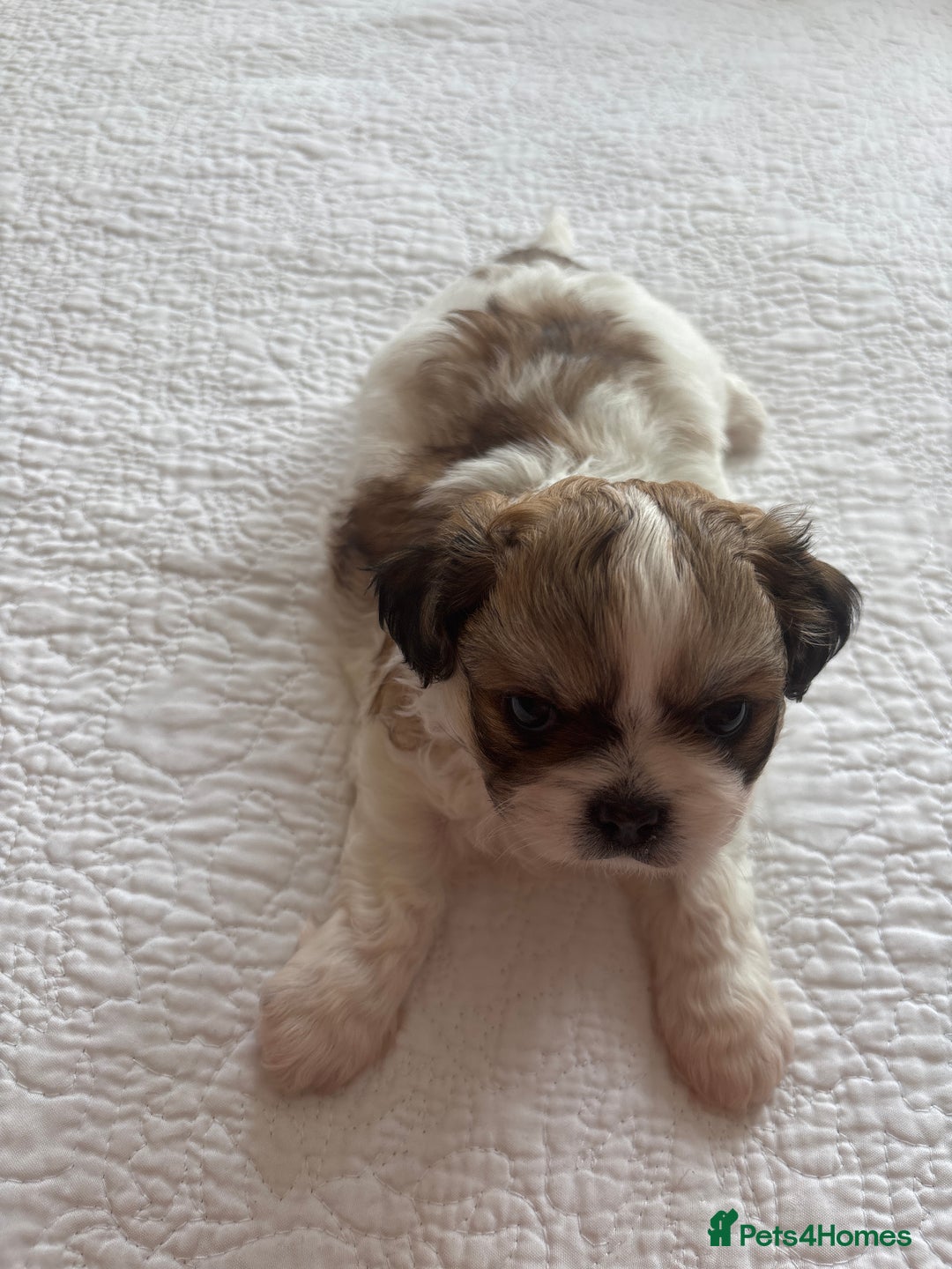 Shih Tzu dogs for sale: Shih Tzu puppies  - Image 17