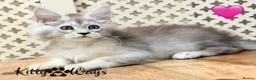 Maine Coon cats for sale: 🐾💠 *TICA REG* SILVER MAINE COON KITTENS 💠🐾 - Advert 9