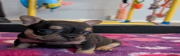 French Bulldog dogs for sale: Beautiful French Bulldogs in Barnsley - Advert 10