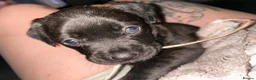 Mixed Breed dogs for sale: 5 beautiful pups FrenchieXcollie X staffie 4G, 1B - Advert 4