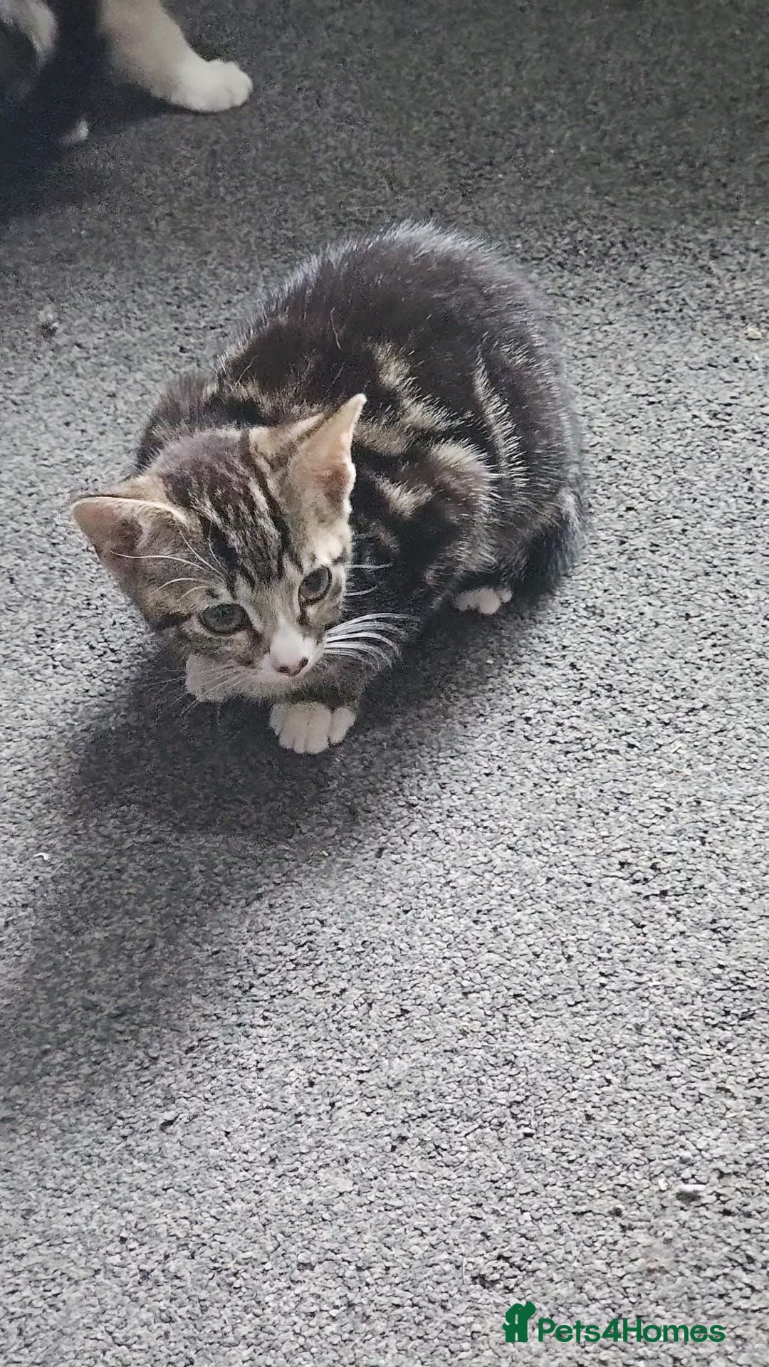 Mixed Breed cats for sale: Cats and Kittens Free - Image 5