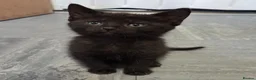 Mixed Breed cats for sale: 2 stunning kittens still available  - Advert 19