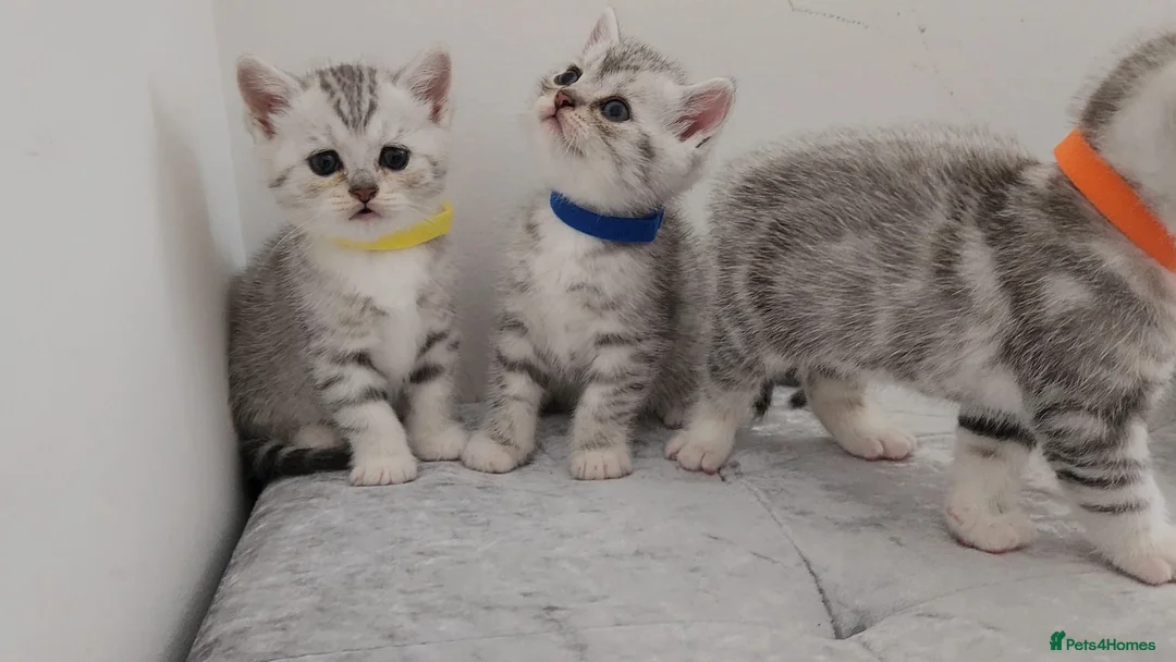 British Shorthair cats for sale: 🏆 Pedigree Silver British Shorthair Kittens 🏆 - Advert 2