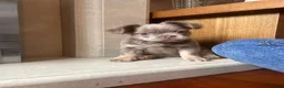 French Bulldog dogs for sale: French bull dog puppies in Manchester - Advert 13