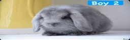 Mini Lop rabbits for sale: Beautiful pure mini lop bunnies   - Advert 9