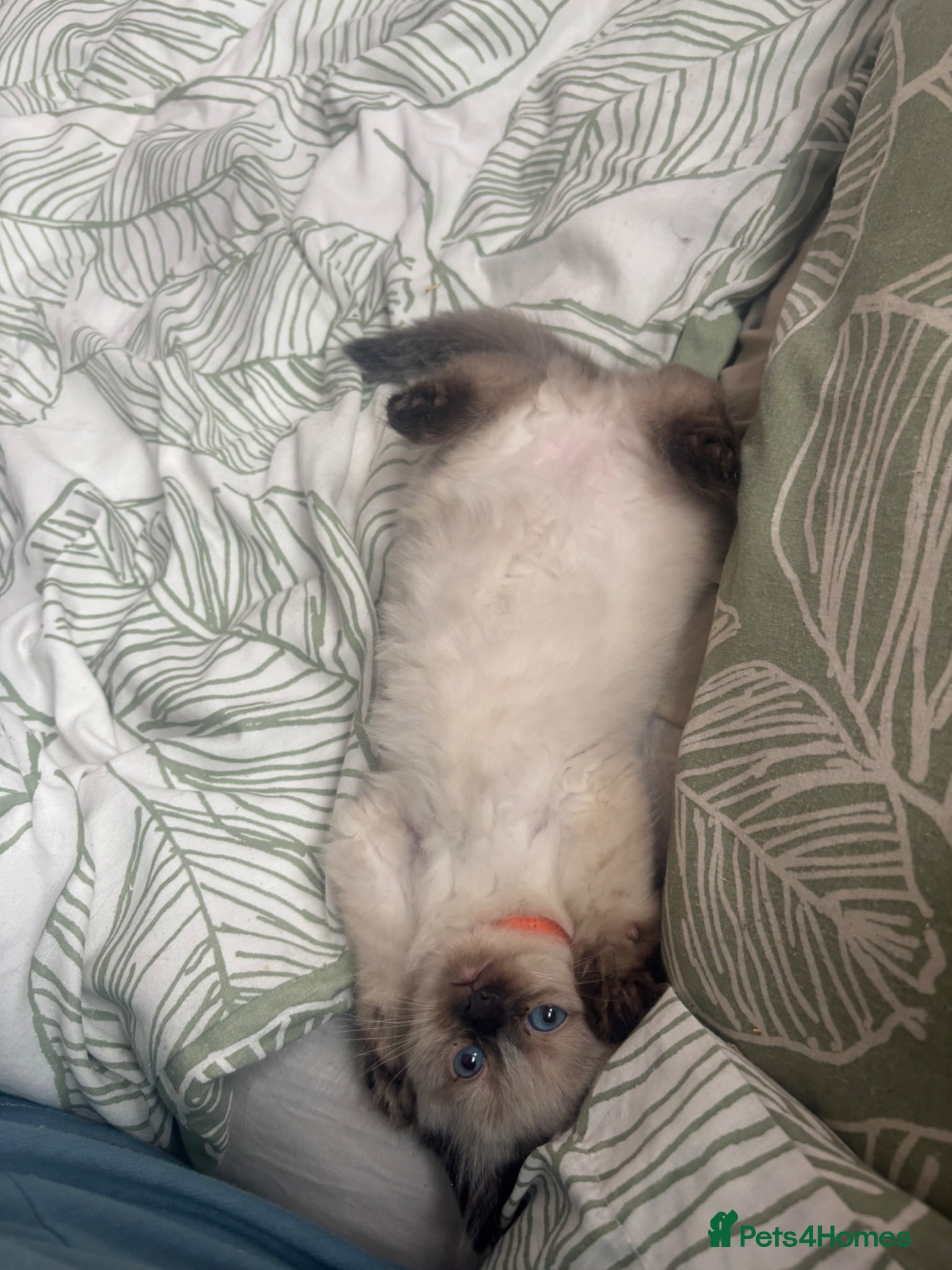 Ragdoll cats for sale: Beautiful pair of ragdoll boys - Advert 4