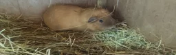 Guinea Pig rodents for sale: Californian guinea pigs males and females  in Skelmersdale - Advert 3